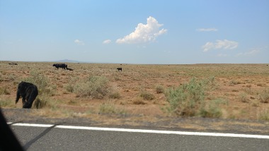 Kaibab